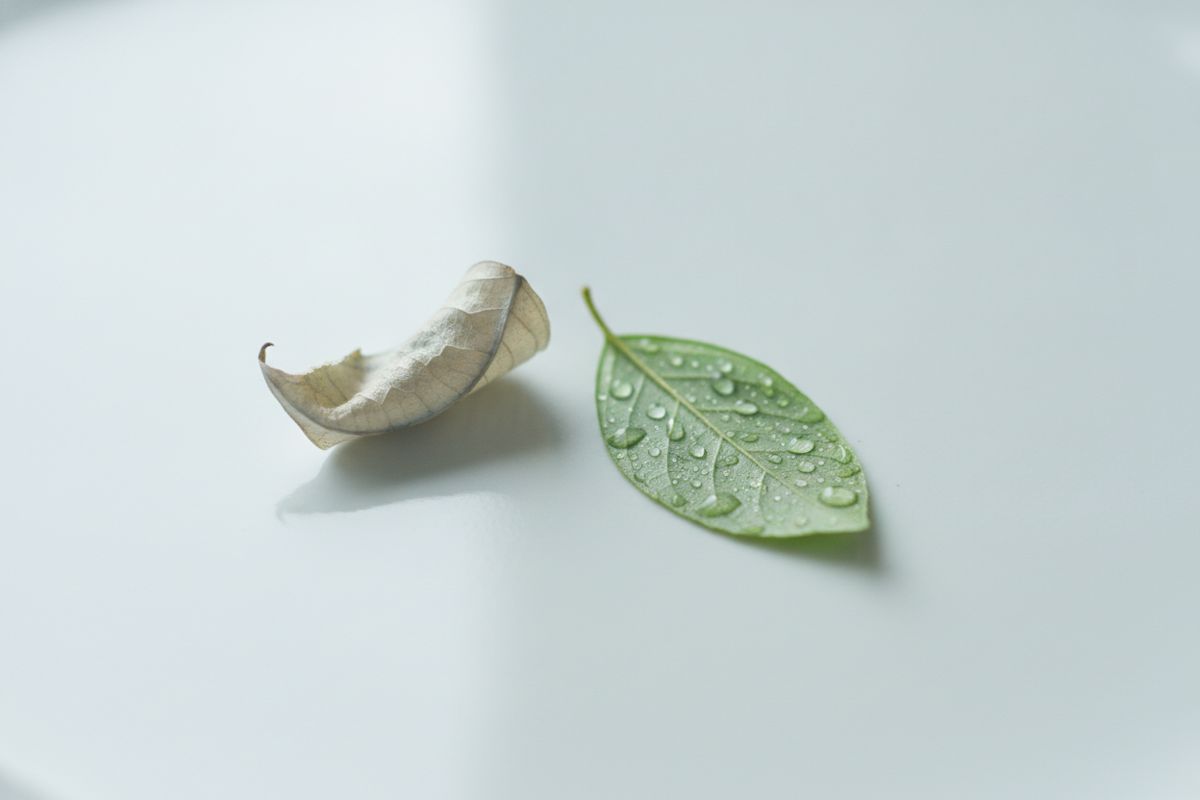 A dry leaf beside a fresh, dewy leaf
