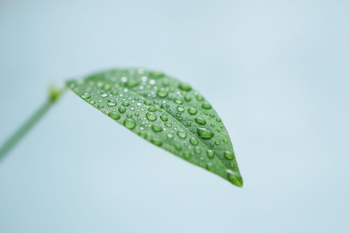 A leaf covered in rain droplets